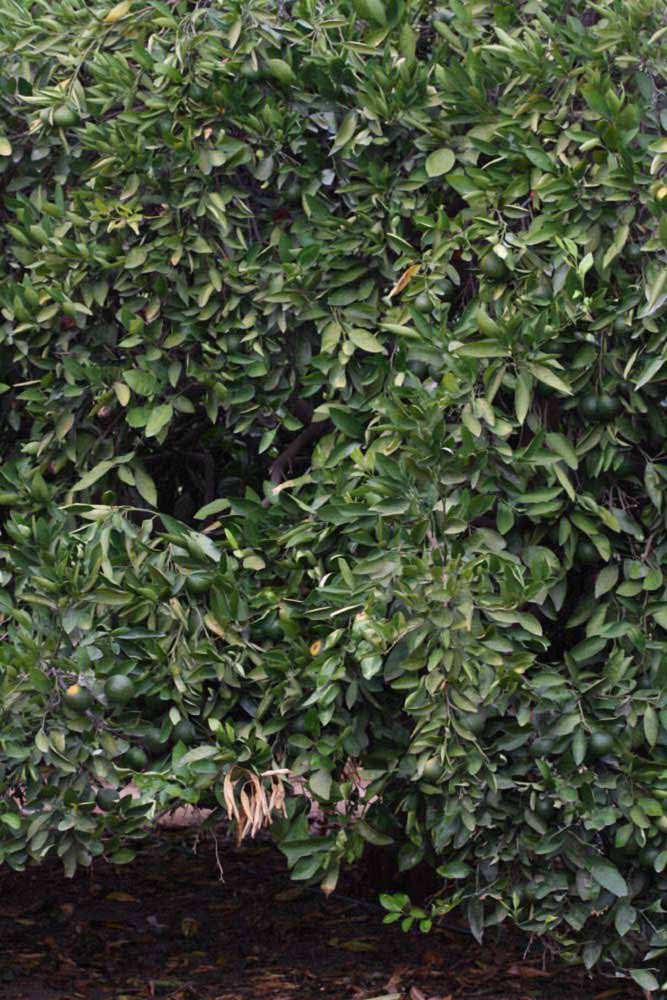            Habit (Riverside, CA)   